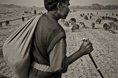 Swineherds, grammar & social injustice