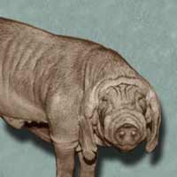 Fengjing and Shar Pei